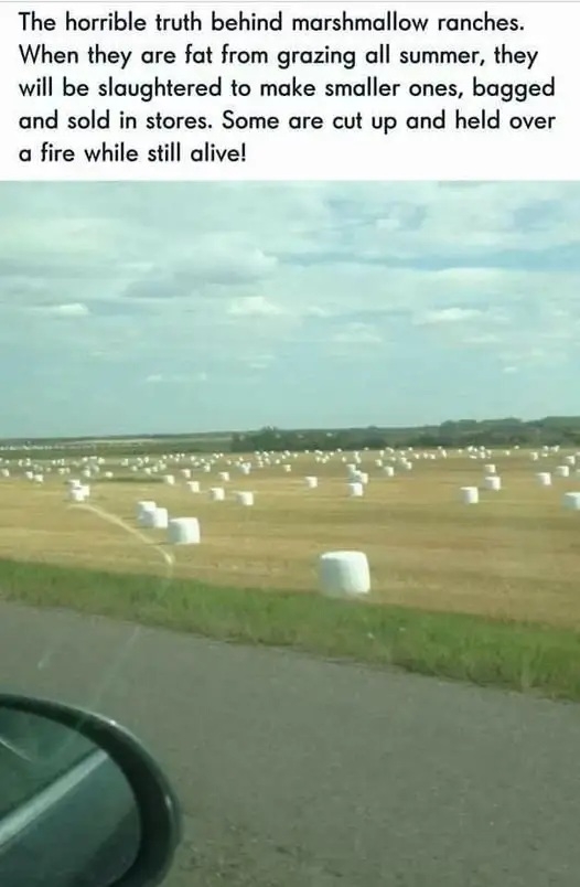 1780885954539.jpeg