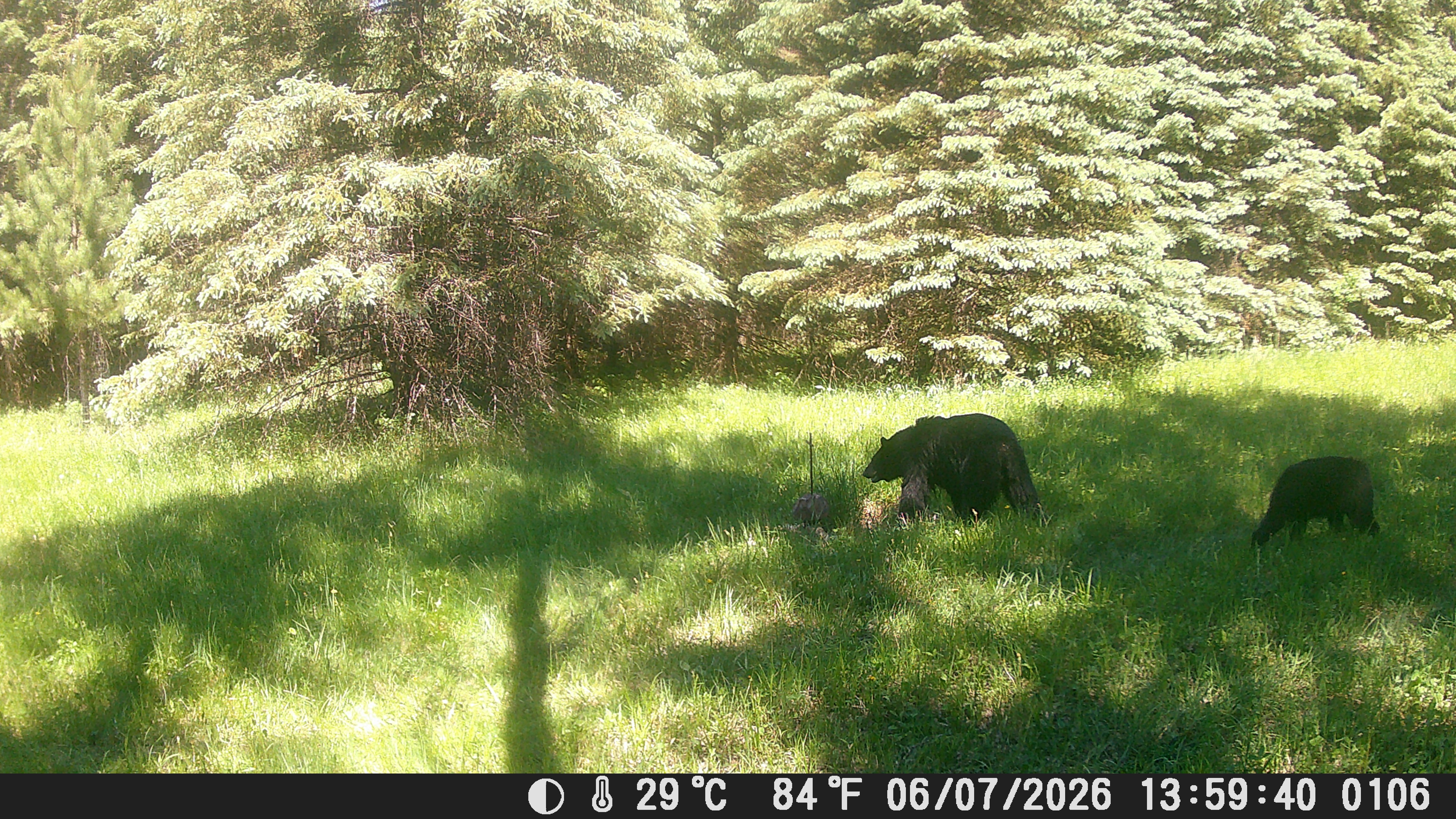 2 bears.JPG