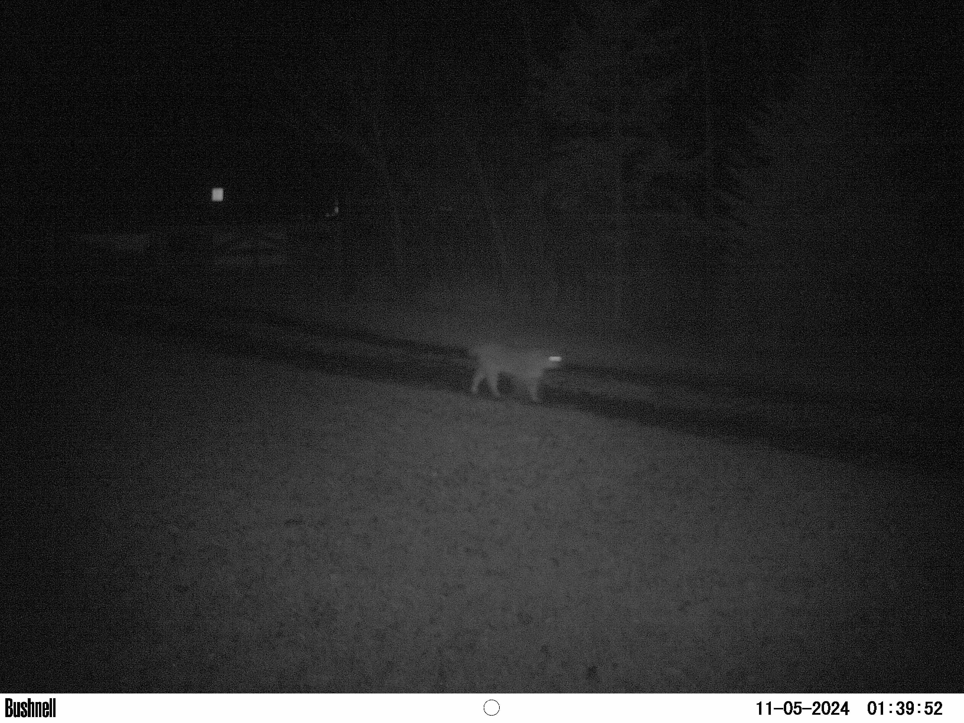 Bobcat.JPG