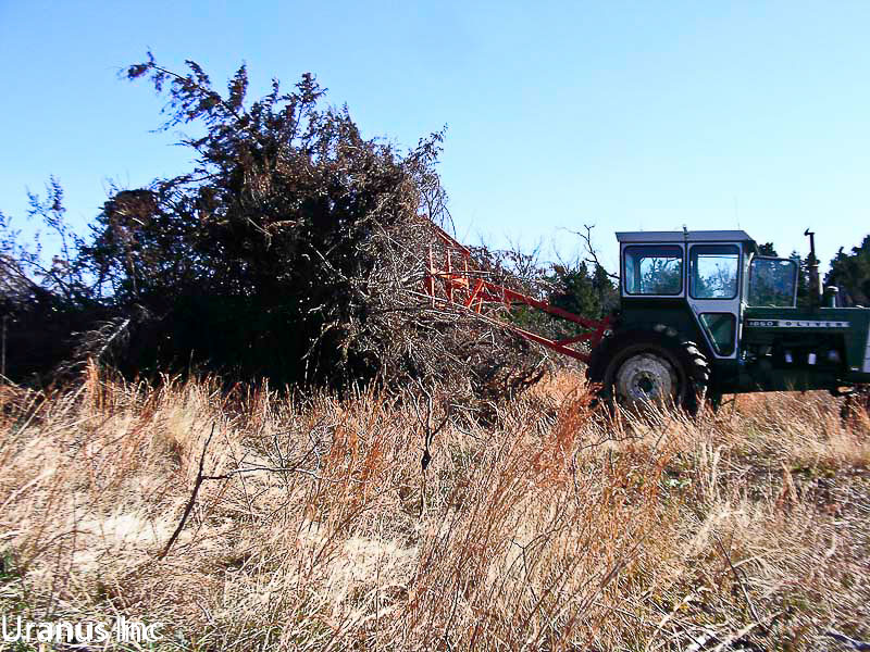 bucking cedars.jpg