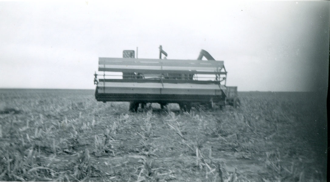 Combining as I call sugar cane in TX 9-29-51 S.jpg