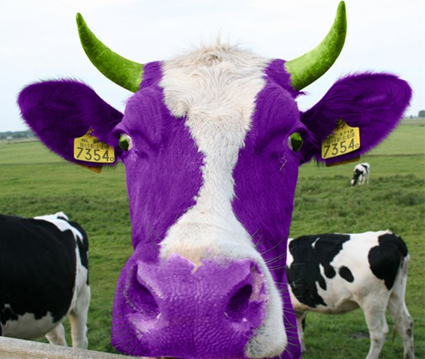 different cow.png