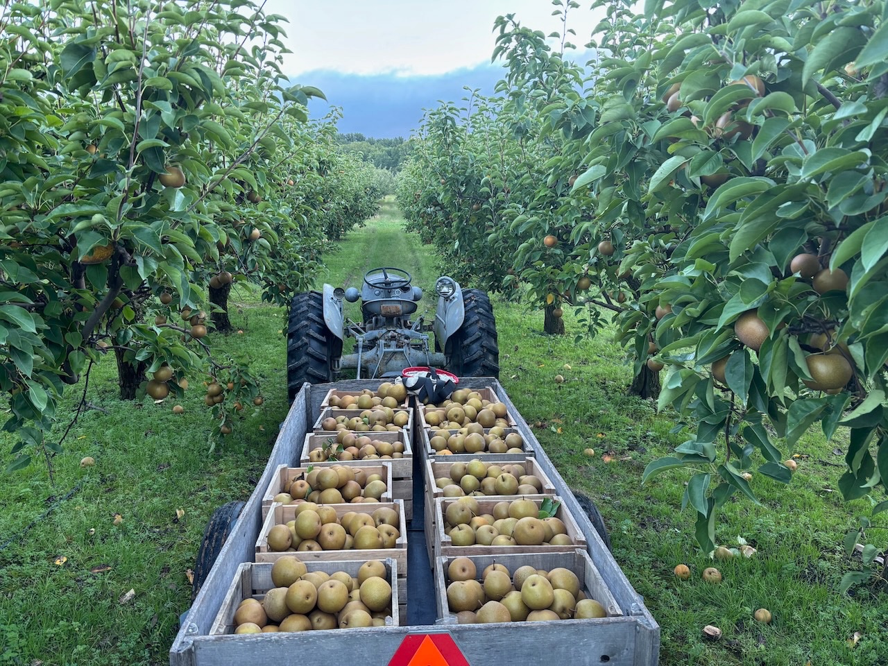 Ferguson pears  - 1.jpeg