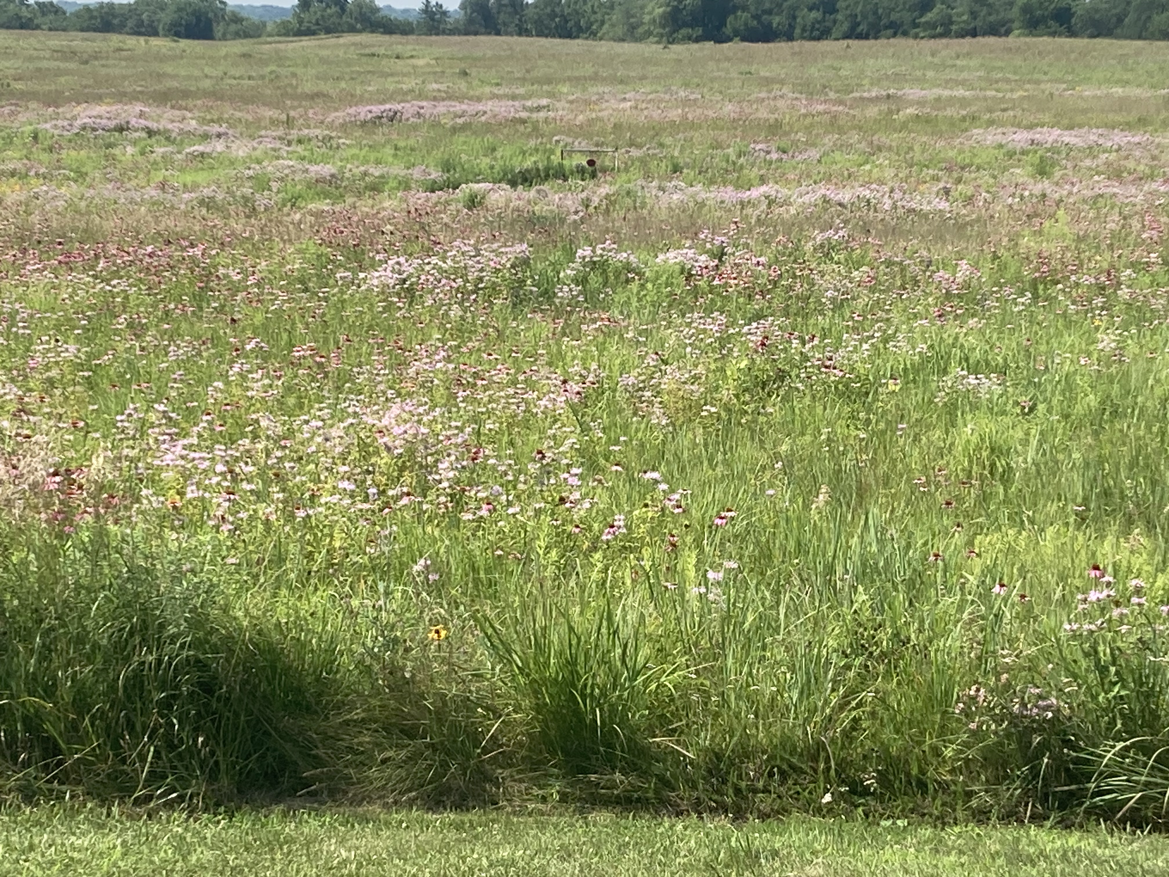 IMG_3721.jpeg