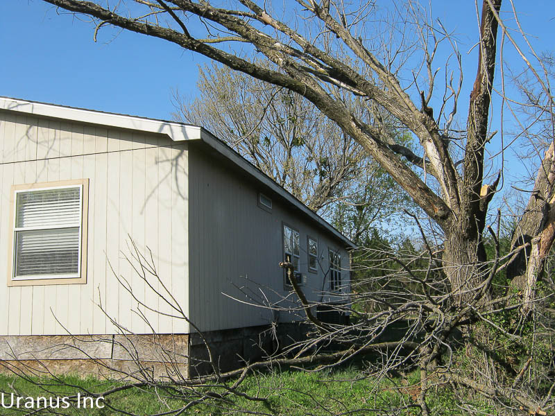 tree1.jpg