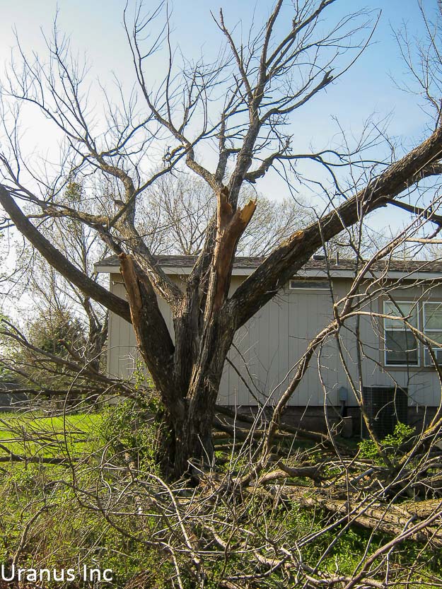 tree2.jpg