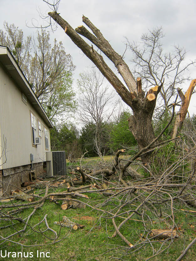 tree3.jpg