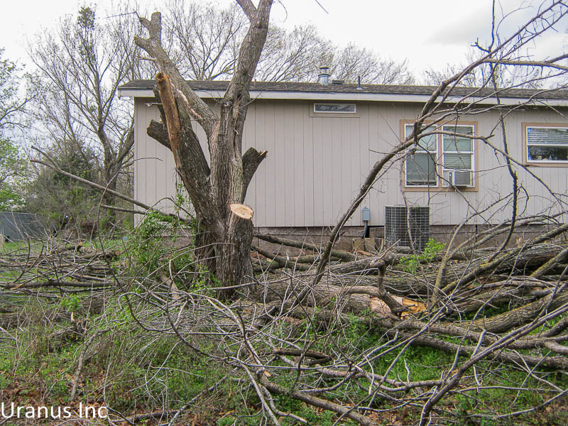 tree4.jpg
