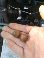 1 TO30 acorns in intake.jpg