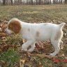 Briar Hill Brittanys