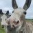 Donkeyfarm2009